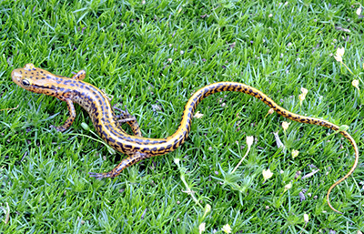 Eastern Long-tailed Salamander